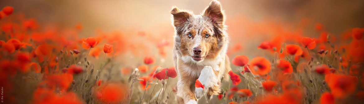 Terra Canis Hunde-Nassfutter Der Goldstandard in der Hundeernährung
